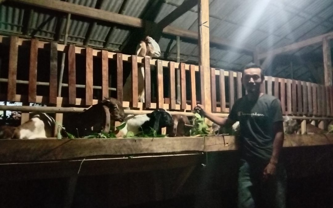 Proses pembuatan Kandang Kambing