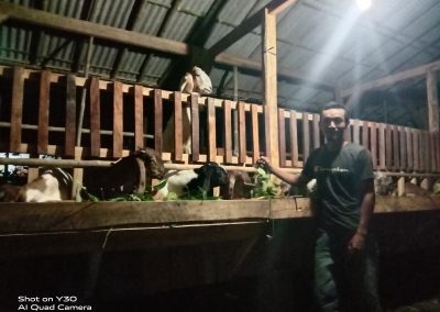 Proses pembuatan Kandang Kambing