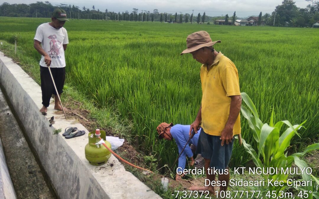Gerakan Pengendalian (Gerdal) Tikus oleh Kelompok Tani Ngudi Mulyo