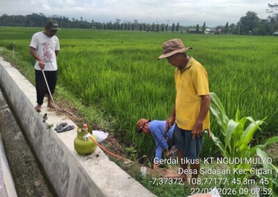 Gerakan Pengendalian (Gerdal) Tikus oleh Kelompok Tani Ngudi Mulyo