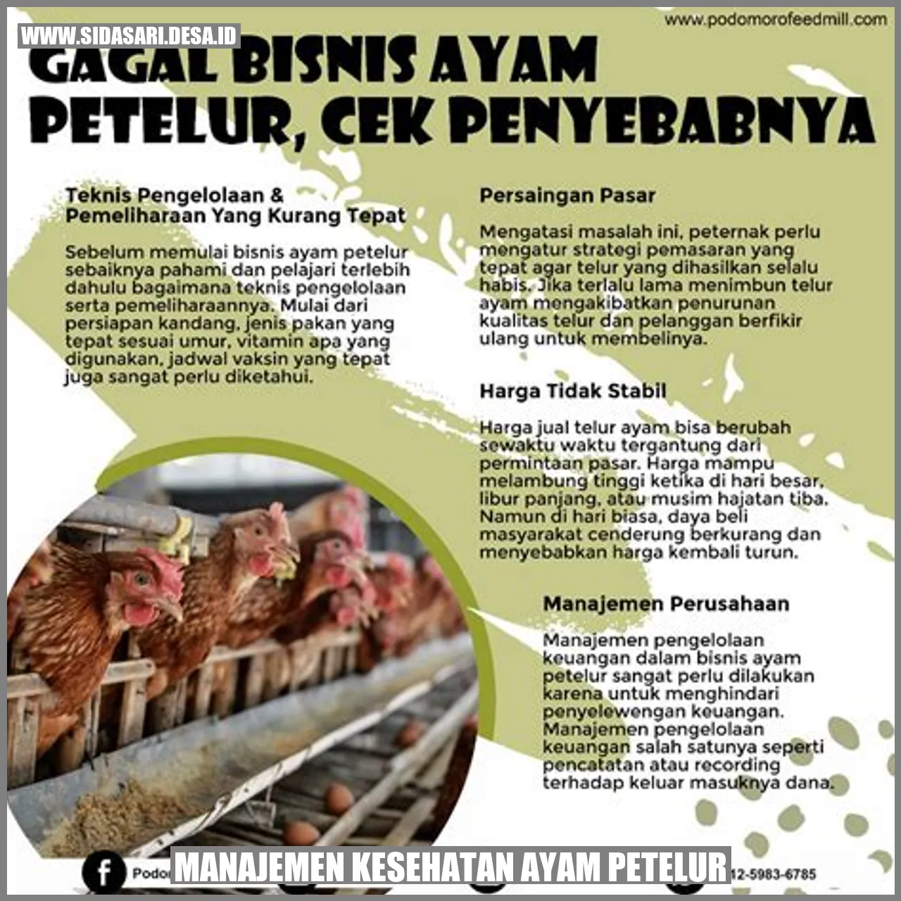 Manajemen Kesehatan Ayam Petelur