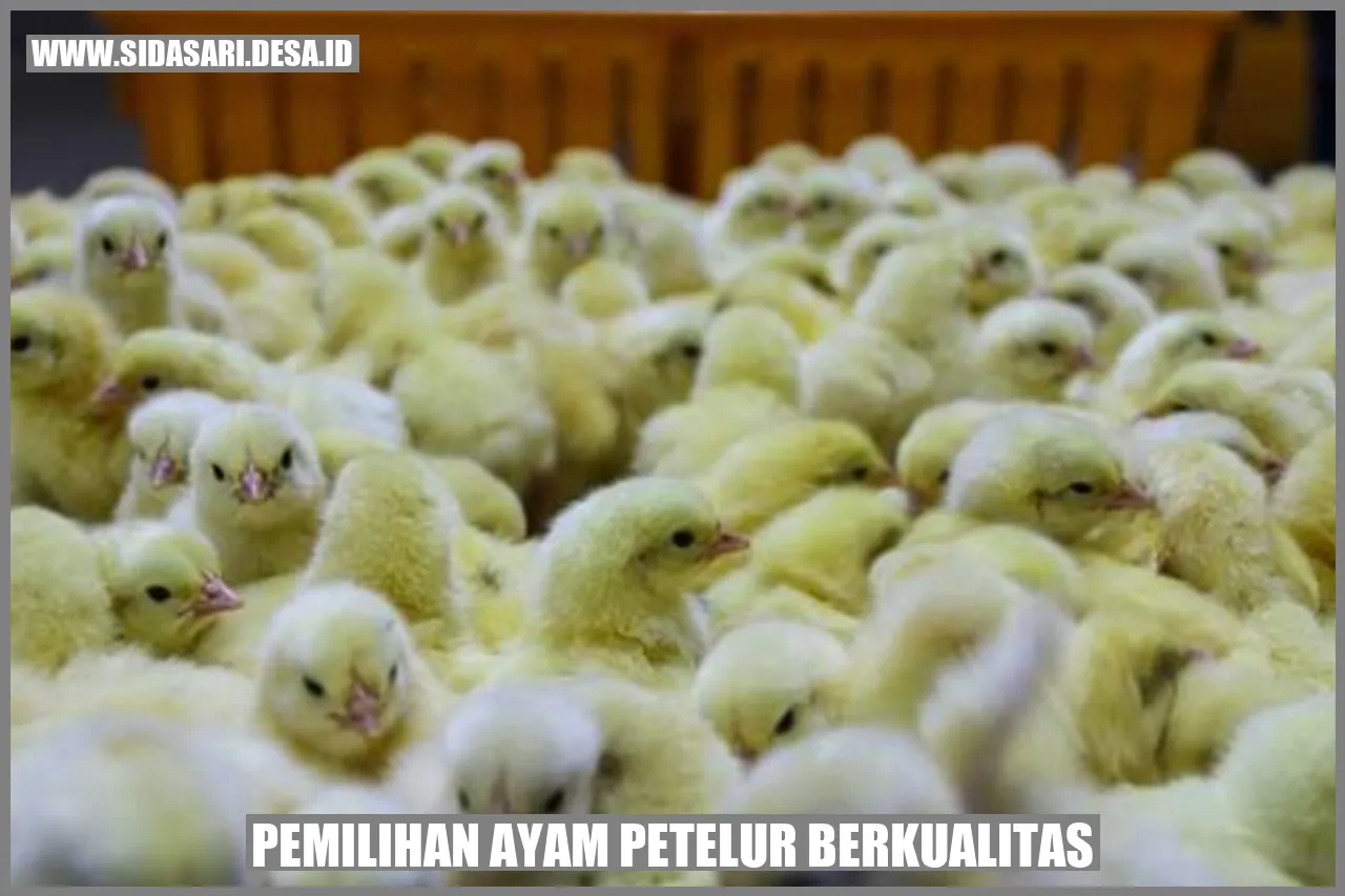 Pemilihan dan Pembibitan Ayam Petelur yang Berkualitas