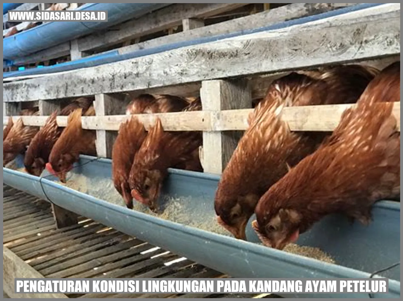 Pengaturan Kondisi Lingkungan pada Kandang Ayam Petelur