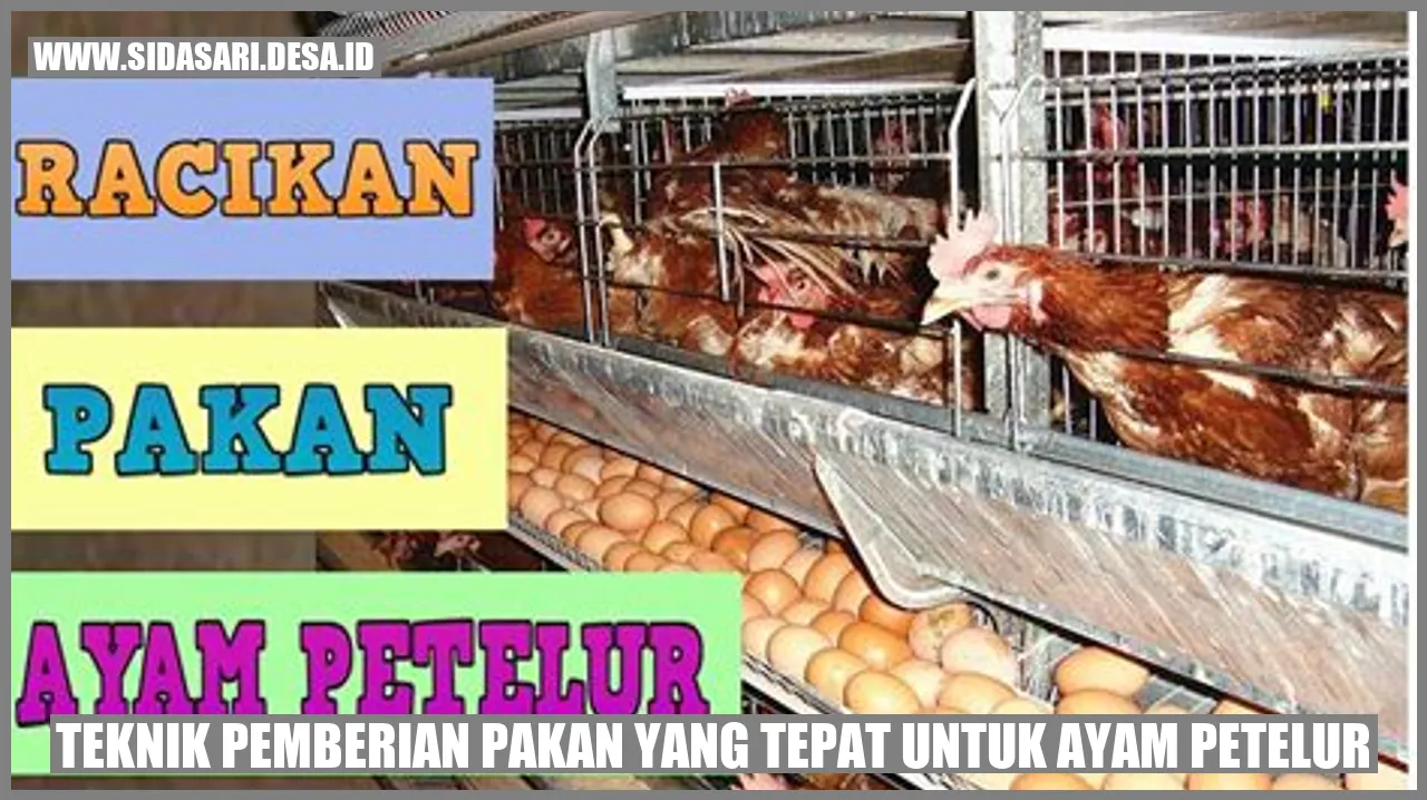 Teknik Pemberian Pakan yang Tepat untuk Ayam Petelur